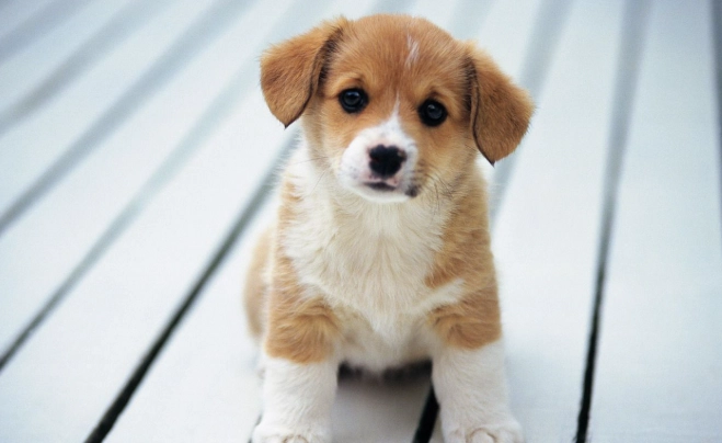 寵物益生菌推薦