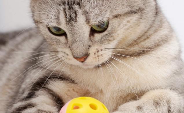 貓血糖正常範圍 貓血糖正常範圍