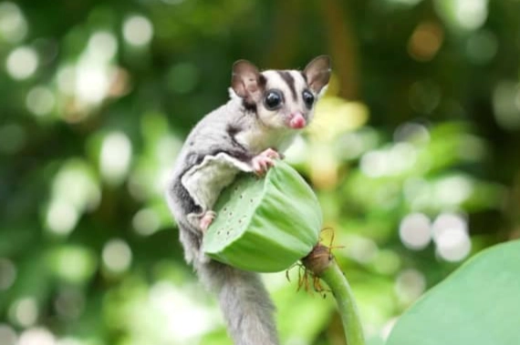 蜜袋鼯飼養方法