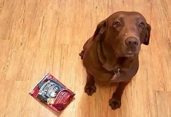 狗食用巧克力症状出现时间 狗食用巧克力症状出现时间