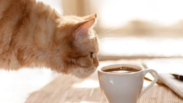 貓咪誤食咖啡處理