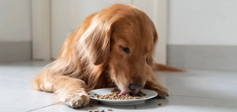 寵物腸胃藥 寵物腸胃藥