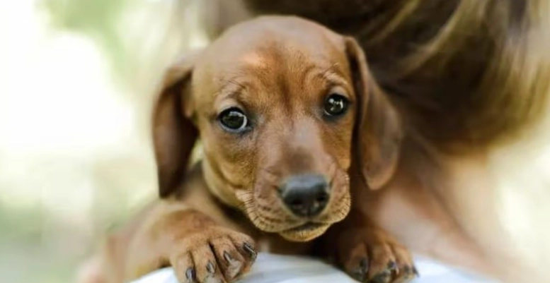 狗狗嘔吐綠色膽汁