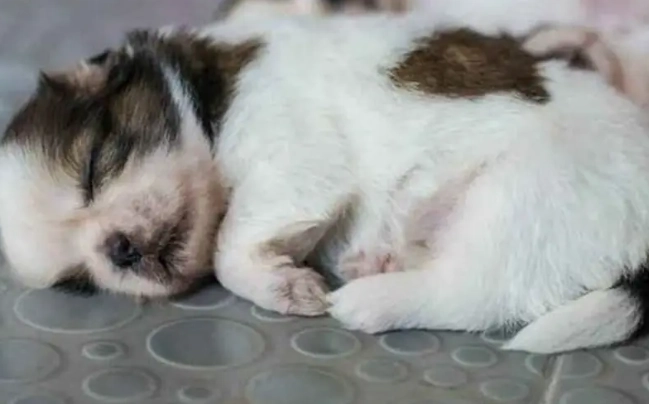 狗氣管塌陷症狀