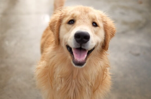 老年犬行為問題 老年犬行為問題