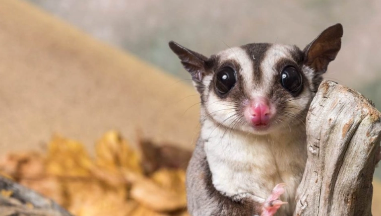 蜜袋鼯行為問題