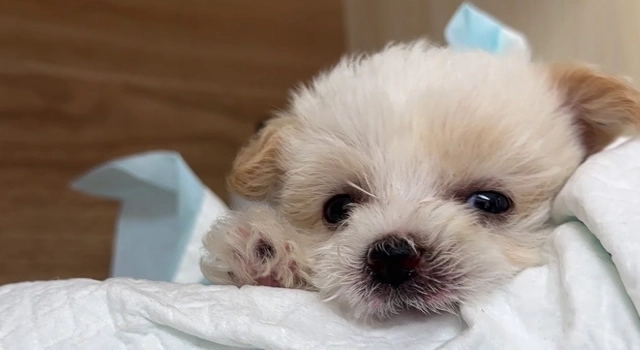 狗氣管塌陷症狀