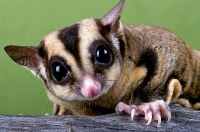 蜜袋鼯飼養指南