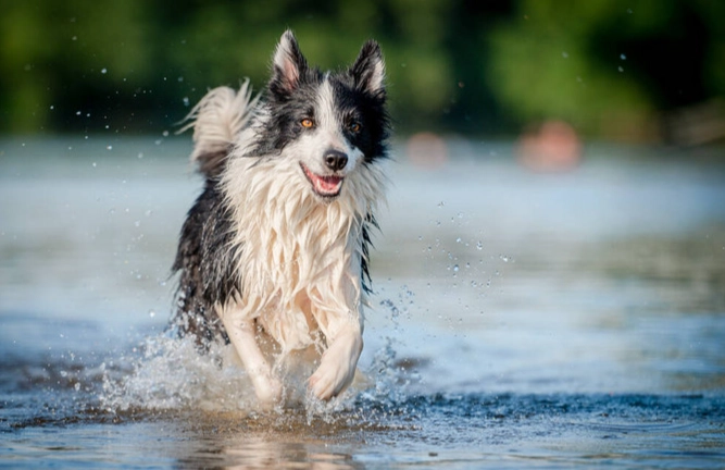 狗狗嘔吐黃色原因