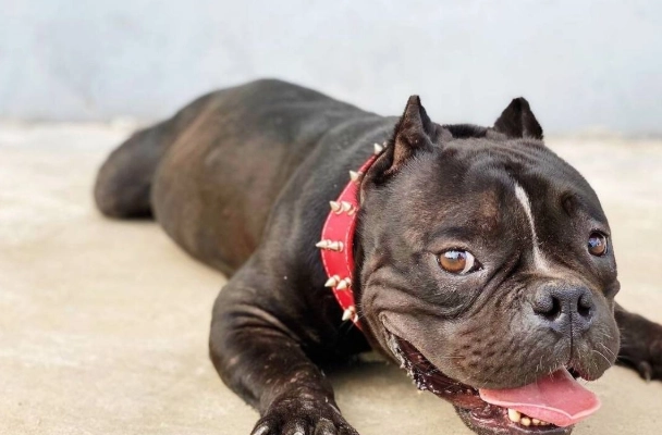 狗前庭神經炎照顧