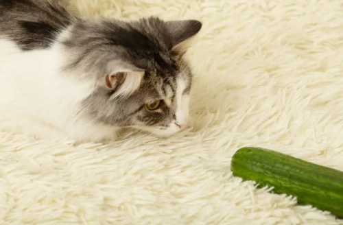 貓可以吃絲瓜嗎