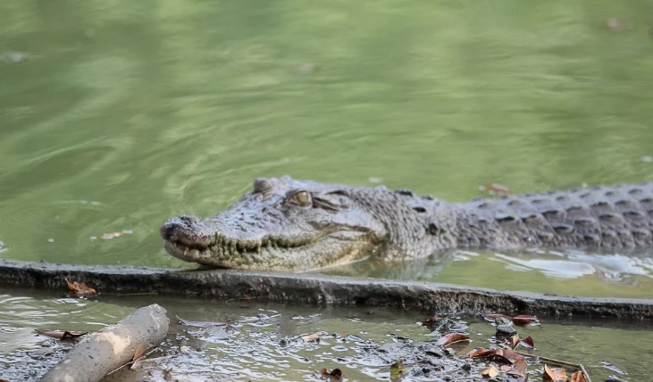 不一樣鱷魚生態農場老闆