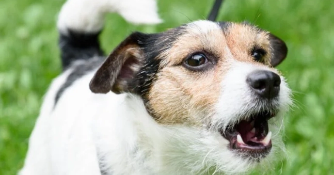 如何改善狗狗亂叫