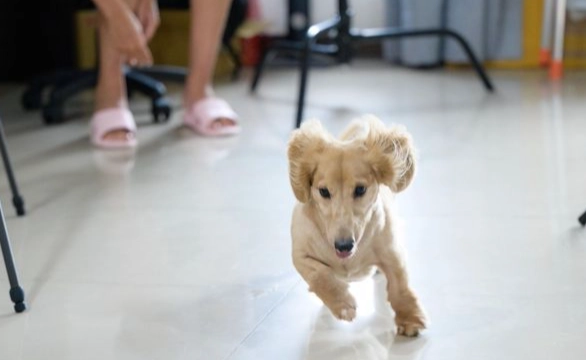 狗行為解讀 狗行為解讀