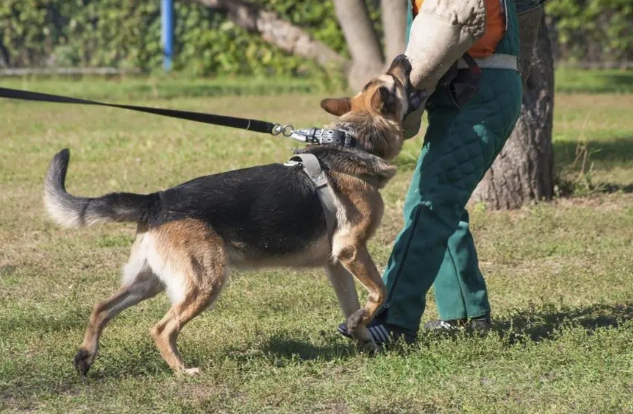 犬隻護衛訓練