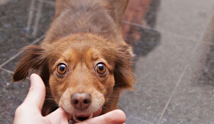 寵物偏好 寵物偏好