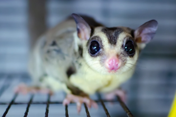 蜜袋鼯壽命計算