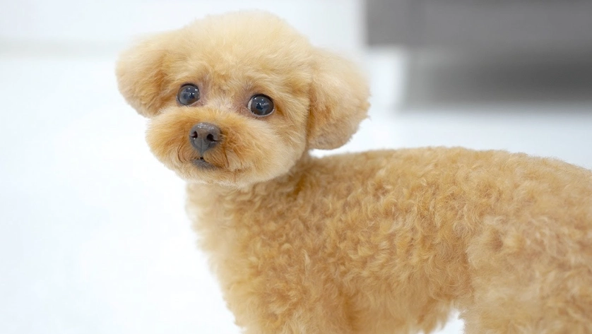 迷你貴賓犬壽命