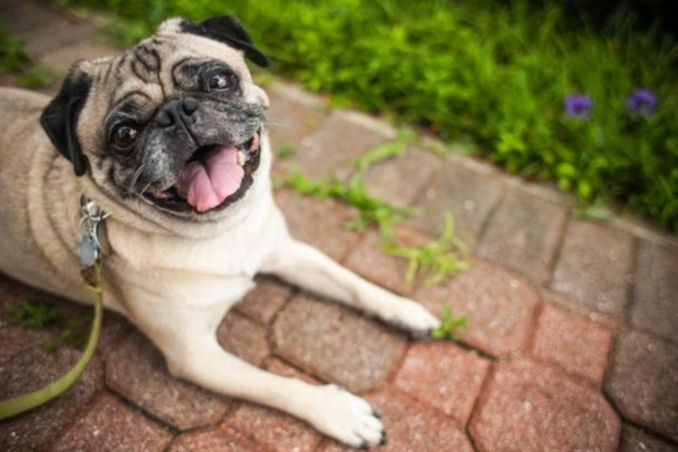 狗狗沒精神原因