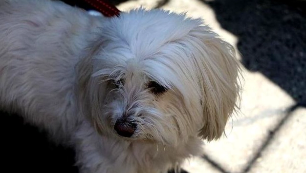 馬爾濟斯狗健康問題