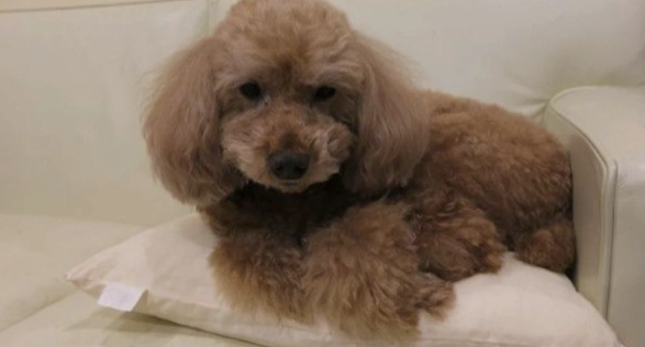 如何延長狗狗壽命