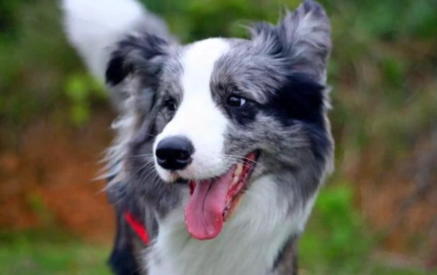 邊境牧羊犬智商