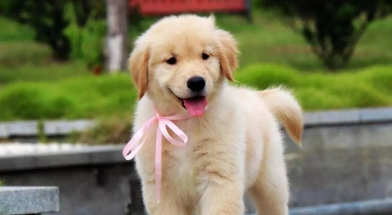 如何延長狗壽命