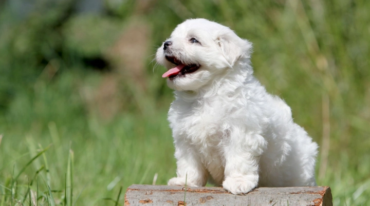 小型犬洗澡建議