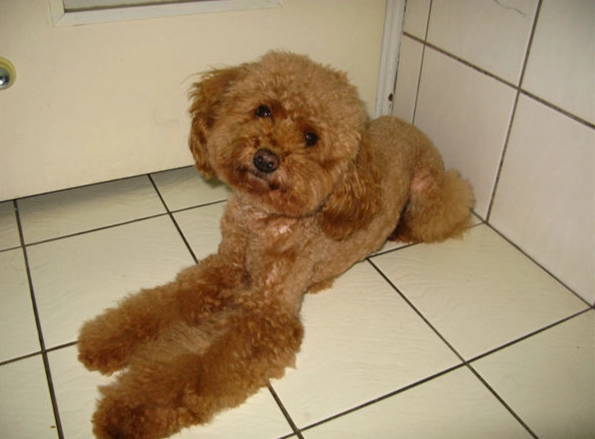 紅貴賓飼養困難