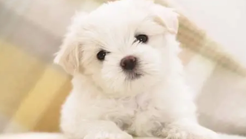 狗狗結紮頭套時間