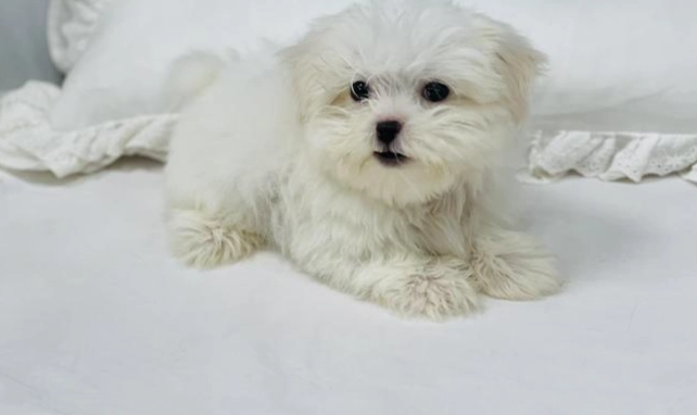 馬爾濟斯飼養困難