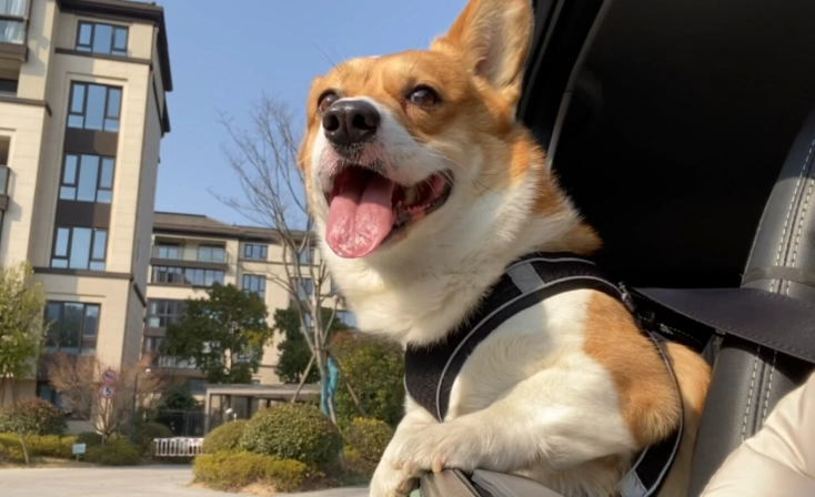 養狗每月開銷 養狗每月開銷