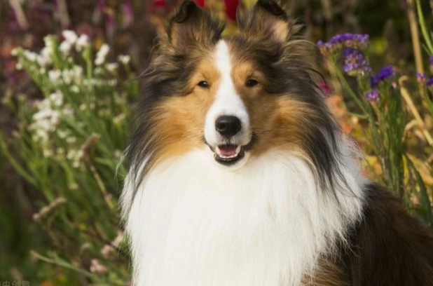 喜樂蒂牧羊犬香港價格