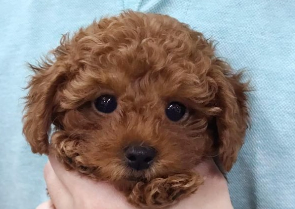 紅貴賓飼養困難