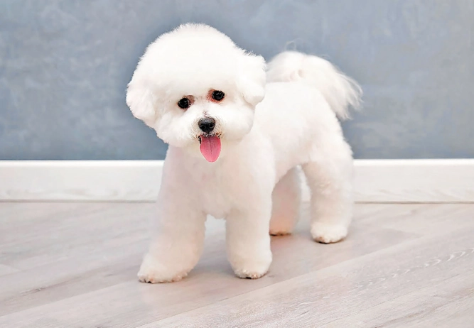 比熊犬健康問題