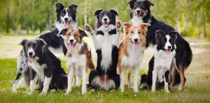 邊境牧羊犬飼養 邊境牧羊犬飼養