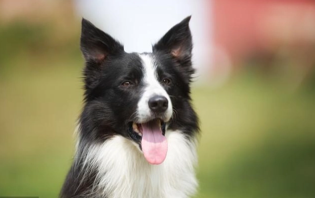邊境牧羊犬性格 邊境牧羊犬性格