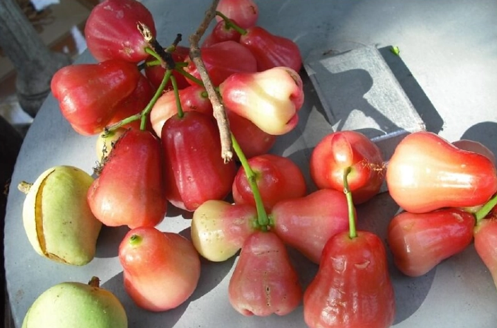 蓮霧對狗狗的影響