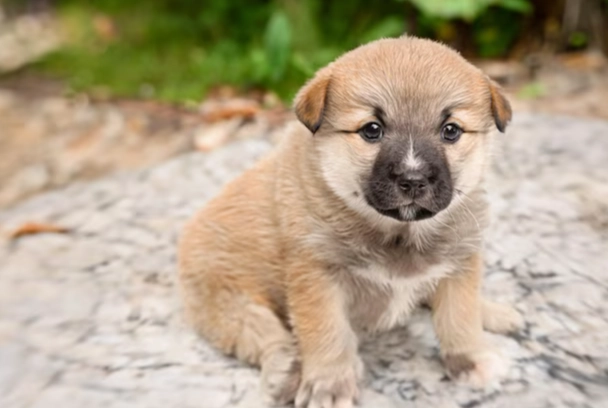 狗狗益生菌拉肚子 狗狗益生菌拉肚子