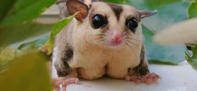 蜜袋鼯訓練方法