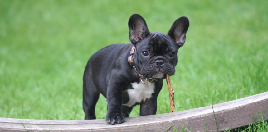 狗狗眼睛發炎症狀