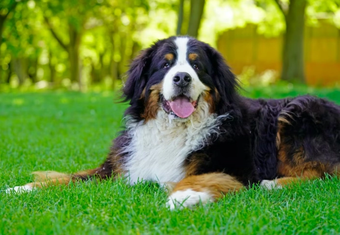 狗飼料成分怎麼看