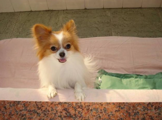 寵物益生菌推薦 寵物益生菌推薦