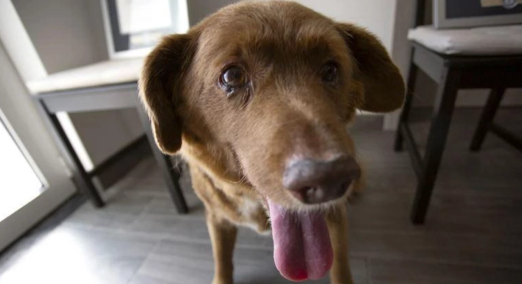 狗狗一天睡多久