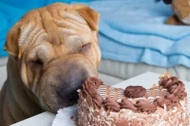 咖啡因狗狗中毒