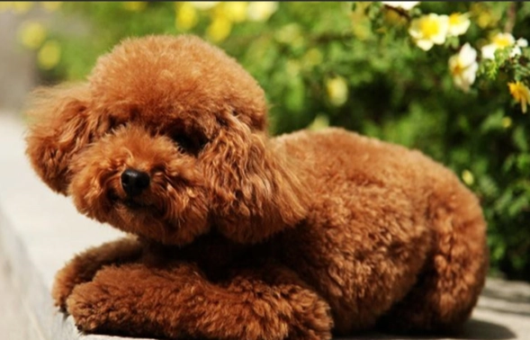 寵物狗壽命評估