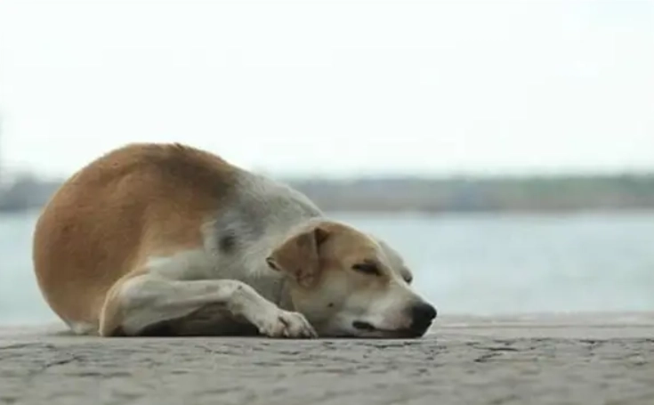 老狗走來走去原因