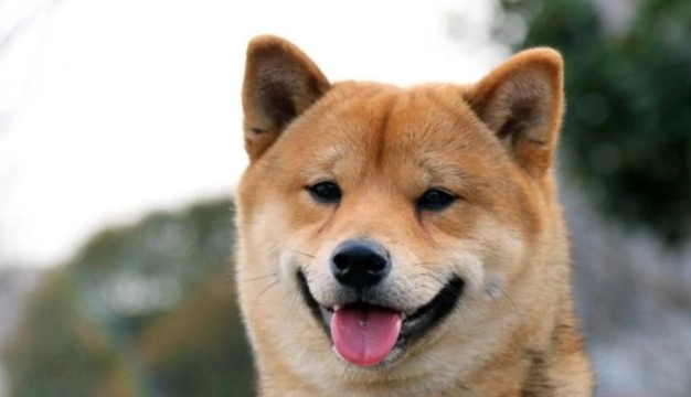 狗狗精神不振症狀