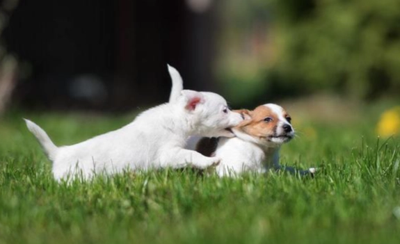 狗狗鬧脾氣原因