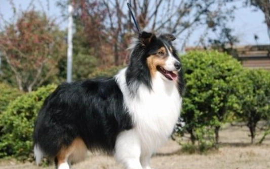 喜樂蒂牧羊犬標準體重 喜樂蒂牧羊犬標準體重